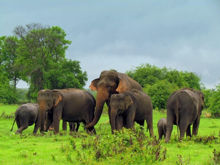 අලි සංගණනය ඇරඹේ