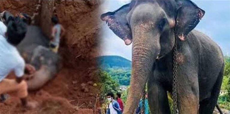 මුතියංගන විහාරයේ ‘මධූ‘ හස්තියා වළකට වැටී මරුට