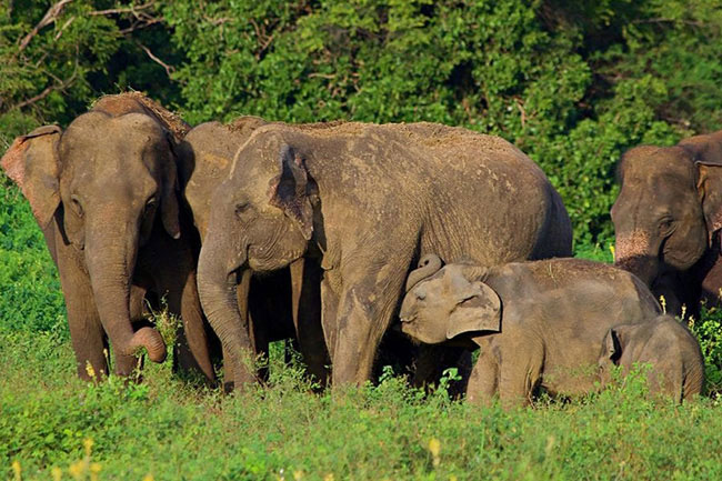 දිවයින පුරා ආබාධිත වනඅලි 20ක්
