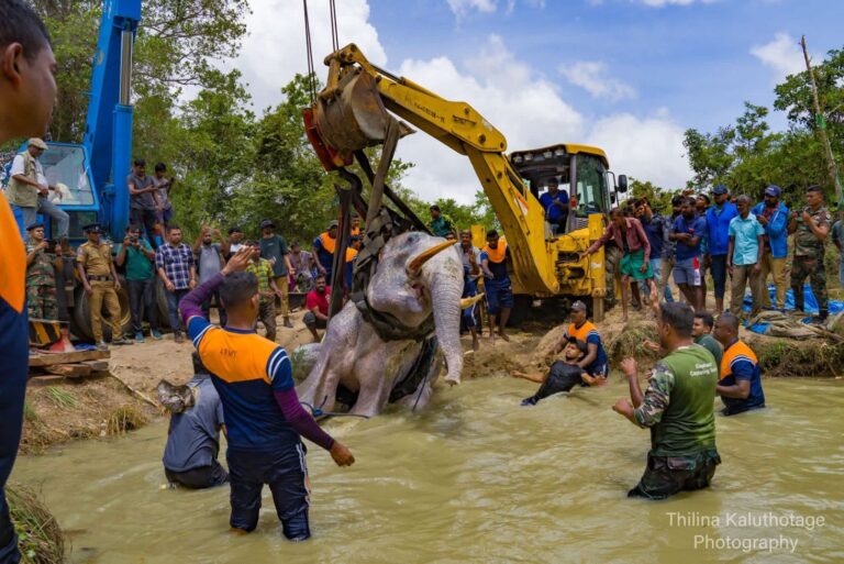 භාතිය හස්තියාට තවදුරටත් ප්රතිකාර