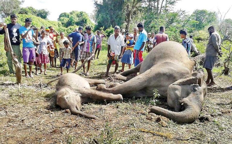 අලි-මිනිස් ගැටුම අවම කිරීම සඳහා ගෙන ඇති ක්රියාමාර්ග පිළිබඳ වාර්තාවක් අධිකරණය ඉල්ලයි