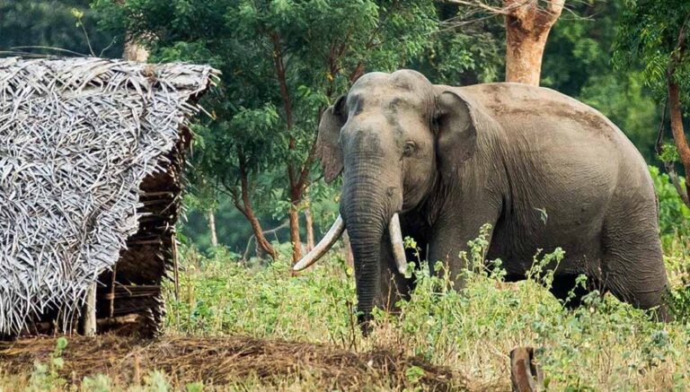 අලුතින් අලිමංකඩ 03ක් ප්රකාශයට පත් කිරීමට පරිසර අමාත්යාංශයෙන් පියවර