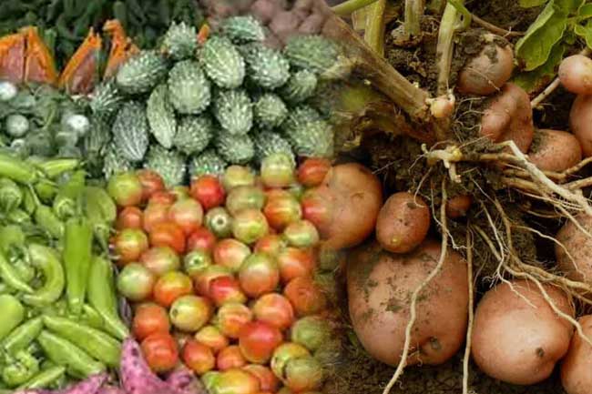 අල සහ එළවළු වගාවන් සඳහාත් රක්ෂණයක්