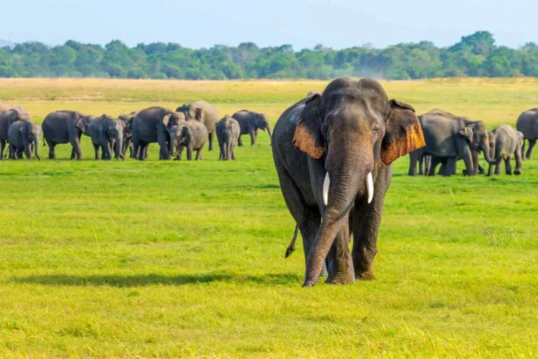 ගෙවුණු මාස 7ට වනඅලි මරණ 180ක්